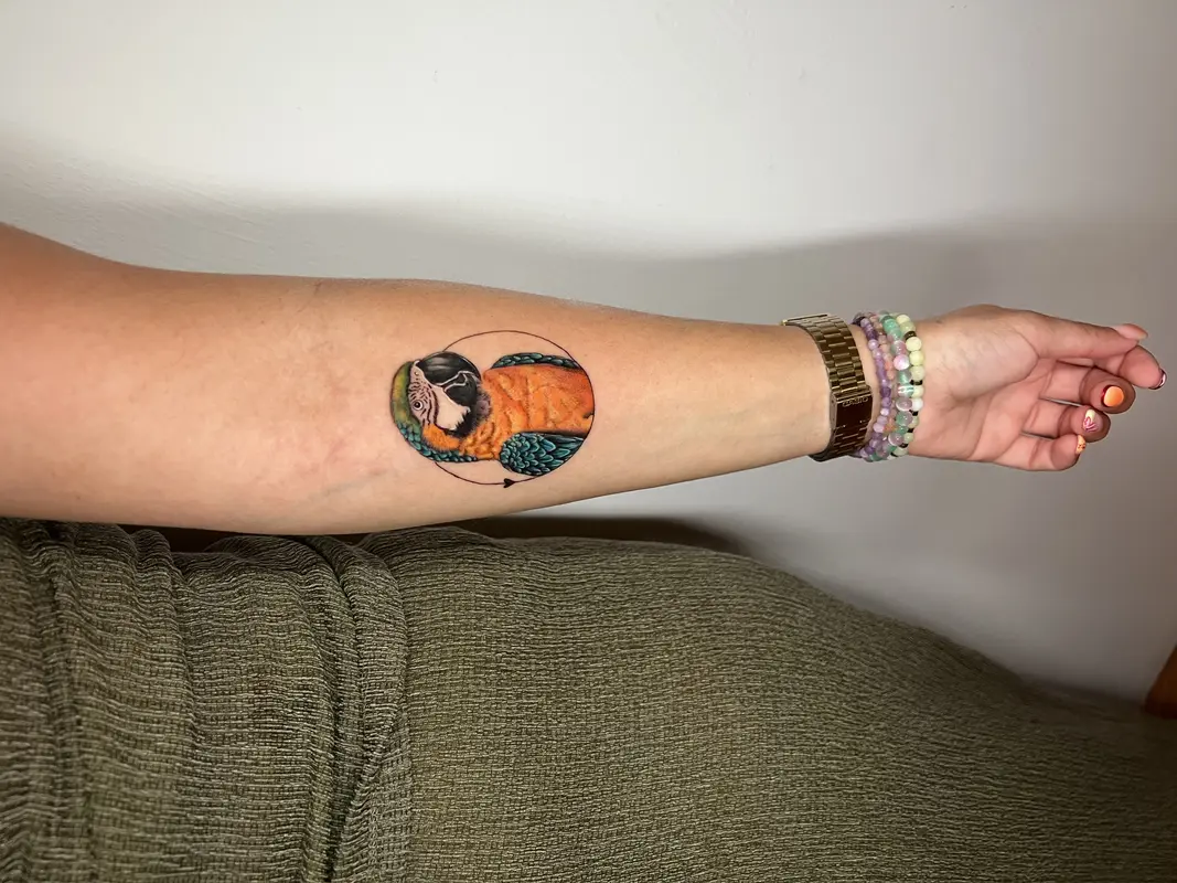 Tatuaje circular a color de guacamayo, mezcla de realismo suave y línea fina.