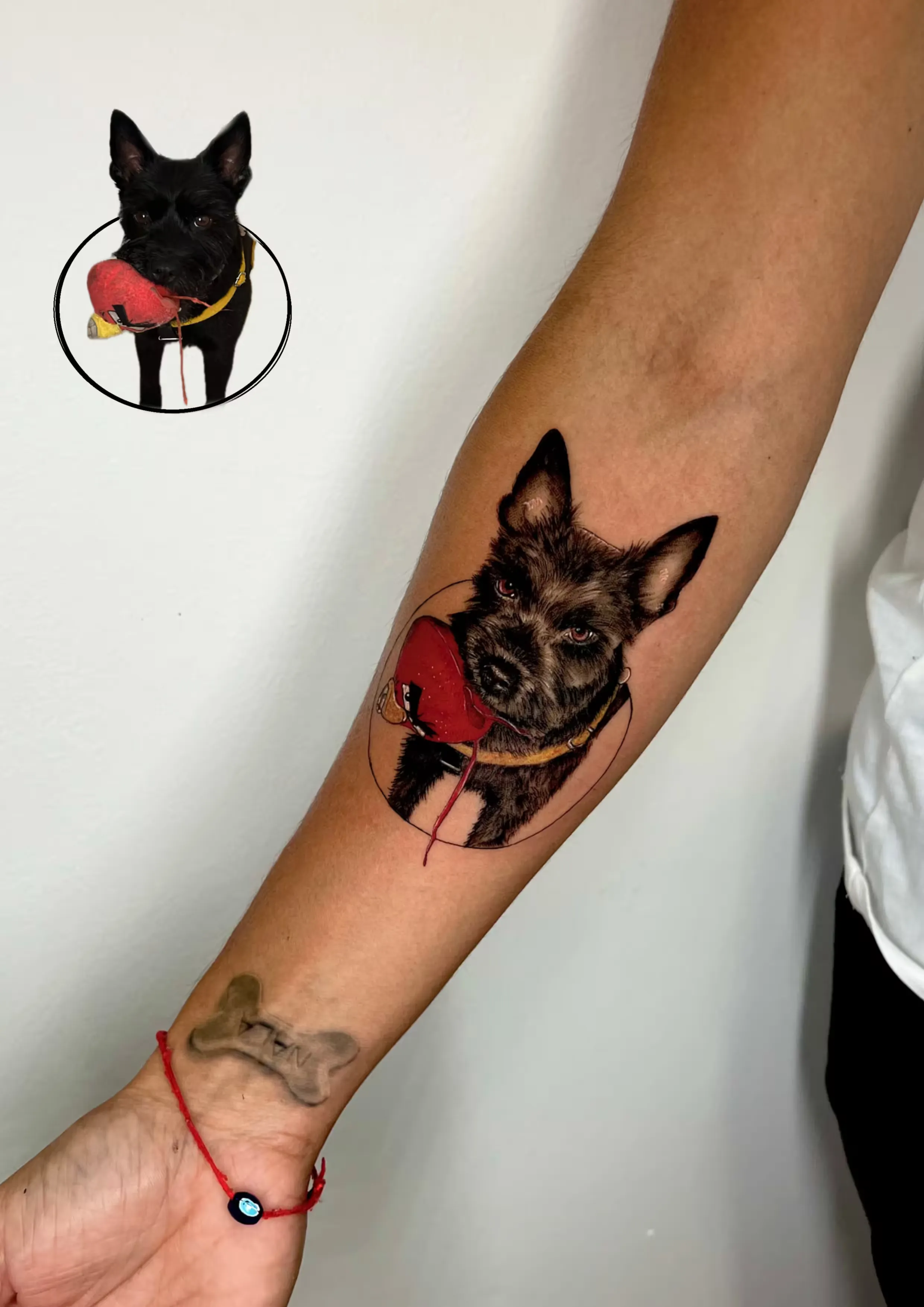 Retrato a color de perro negro sosteniendo un juguete rojo en la boca, con marco circular de línea fina y foto de referencia incluida.