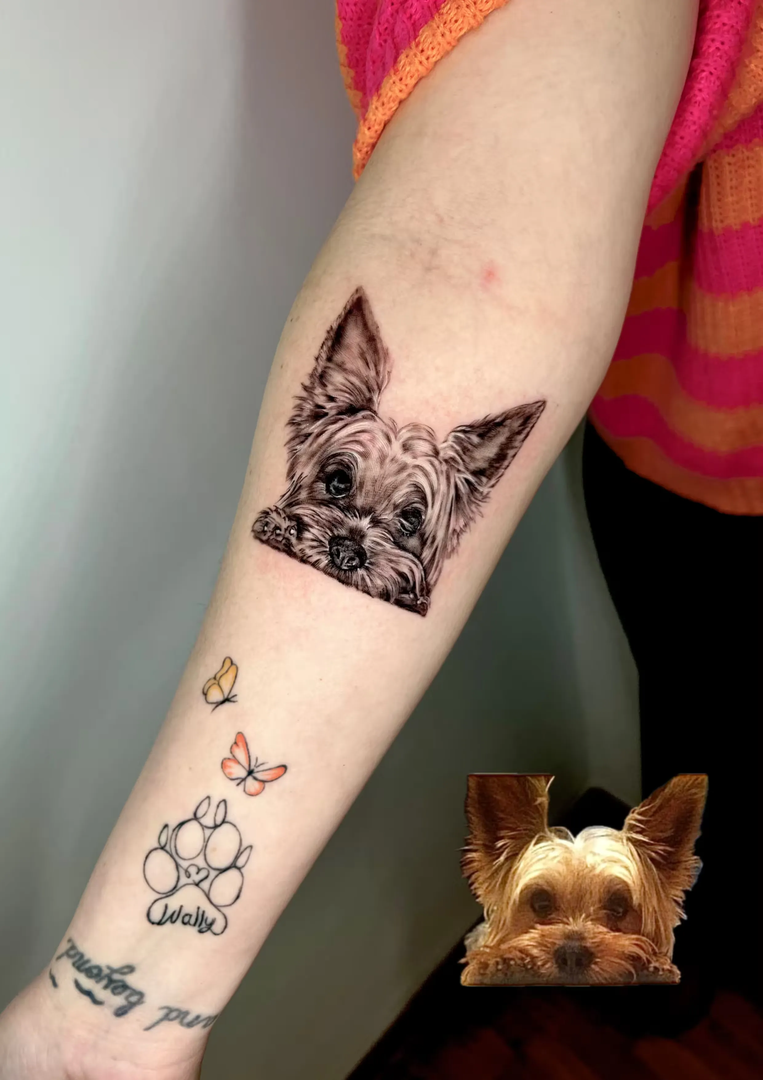 Yorkshire terrier realista en black and grey asomando desde un marco triangular, con las patitas apoyadas y referencia de foto.