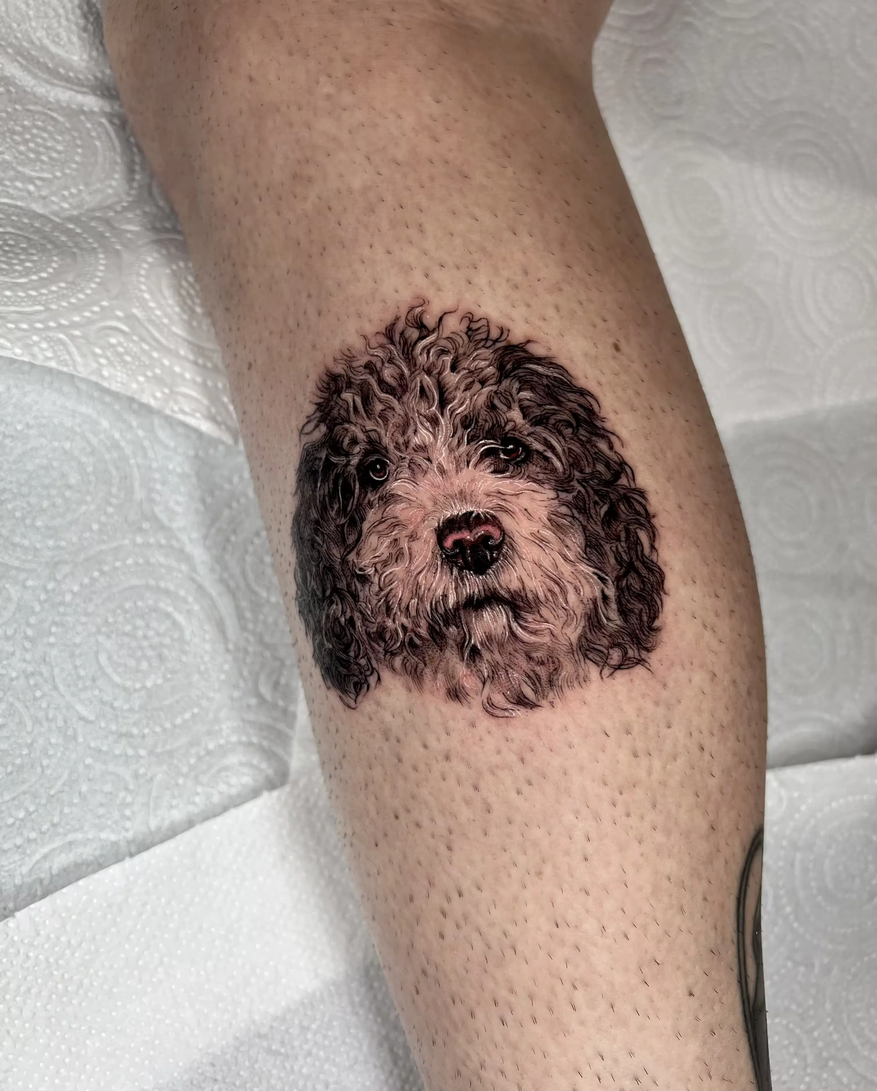 Retrato frontal realista en black and grey de perro de pelo rizado, con ojos definidos y nariz con matiz rosado.