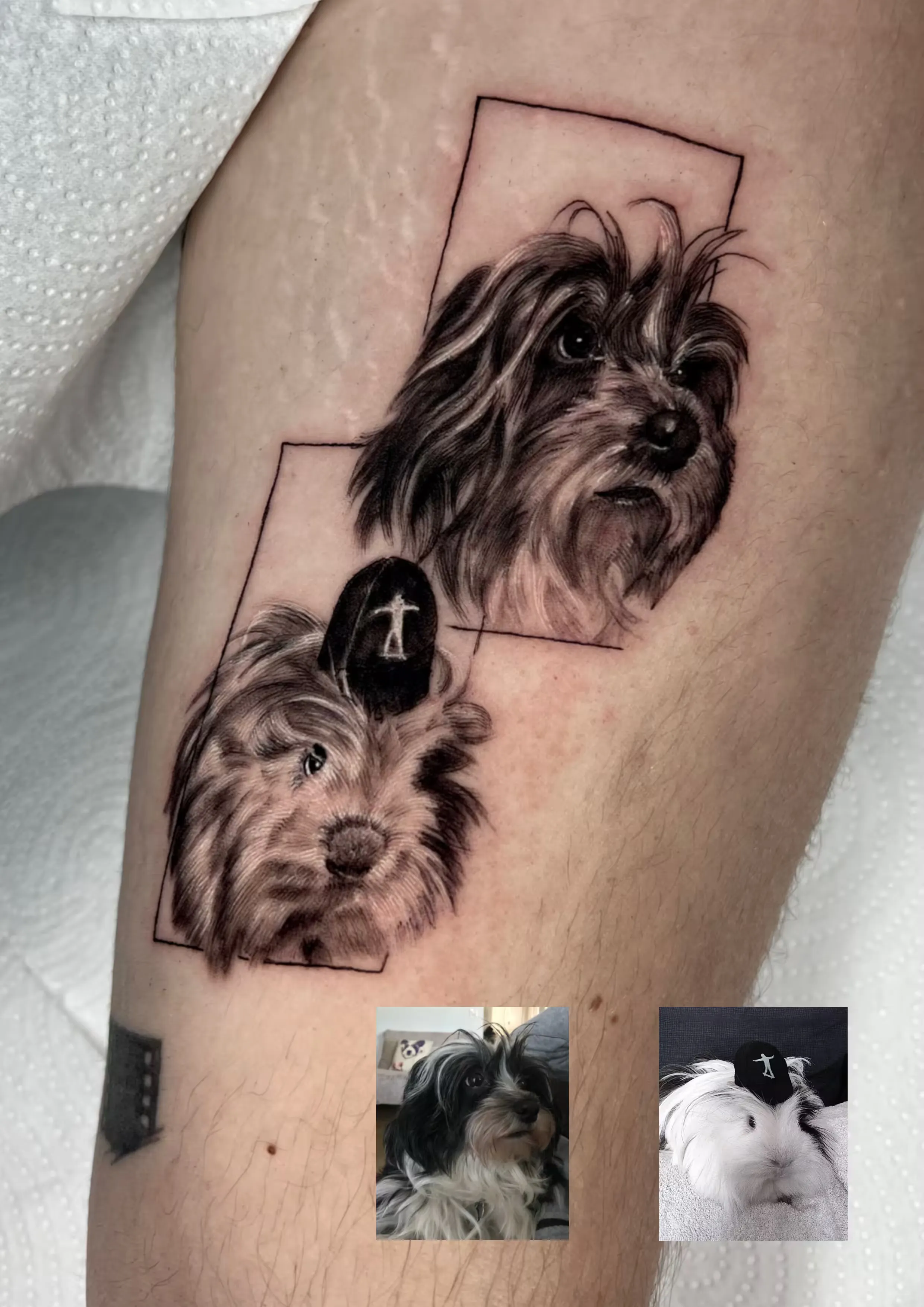 Doble retrato en black and grey: perro de pelo largo y cobaya enmarcados en rectángulos minimalistas, con fotos de referencia.